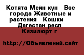 Котята Мейн кун - Все города Животные и растения » Кошки   . Дагестан респ.,Кизилюрт г.